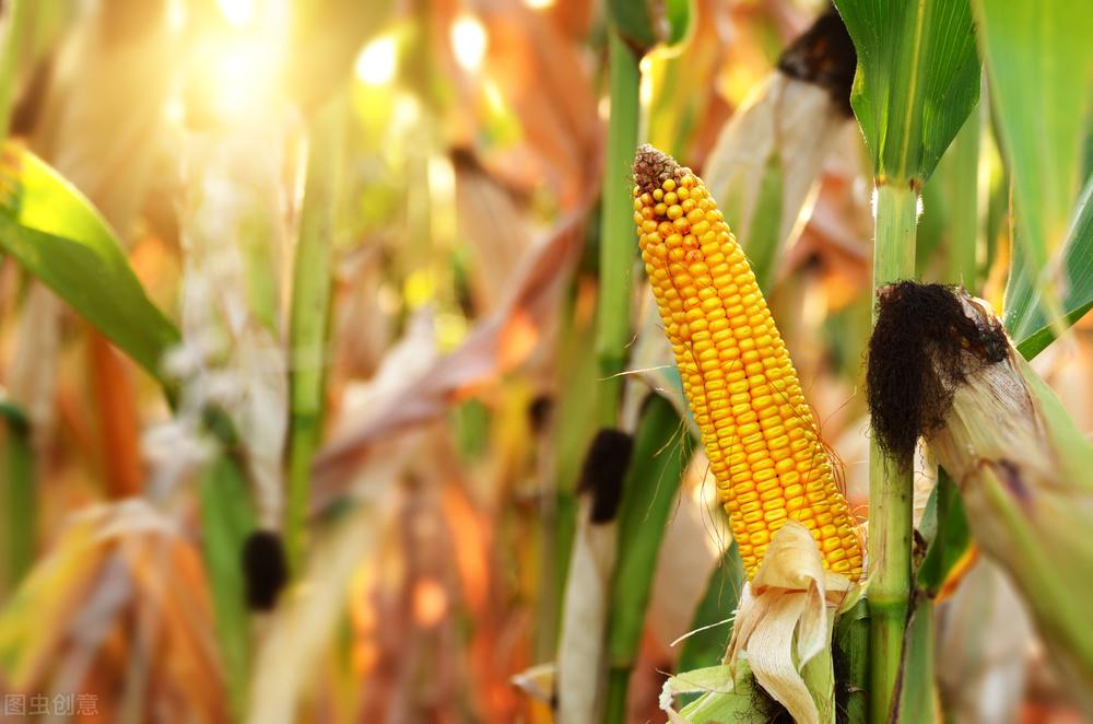 華南玉米行情快訊:購銷活躍度下降,飼料企業(yè)備貨基本結束