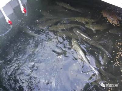 厲害了!英德有人用集裝箱養(yǎng)魚(yú),1個(gè)箱抵過(guò)3畝傳統(tǒng)魚(yú)塘