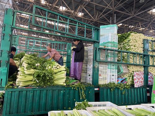 菜價(jià)波動后逐漸回落,如何拎穩(wěn) 菜籃子